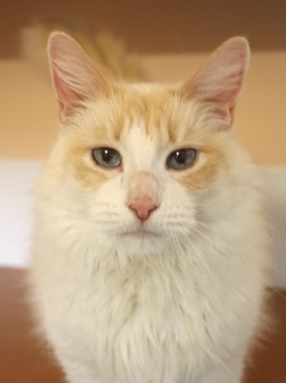 No cat is too old for cat insurance from Pets Best Insurance!
